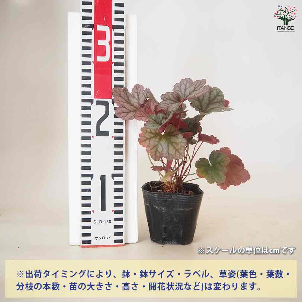 ヒューケラ パープルレインフォレスト 【花苗 3号】｜ 【植物の