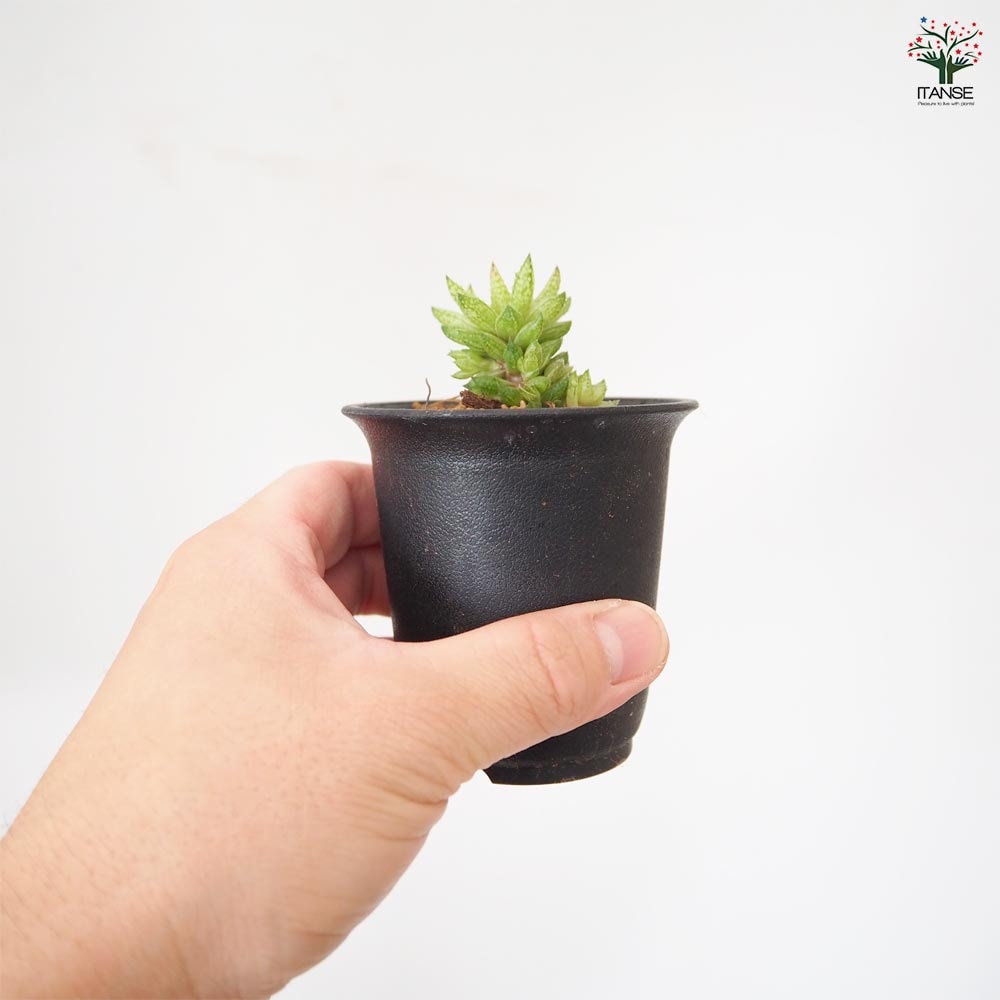 ハオルチア レティキュラータ 【多肉植物 2.5号／1個売り】｜ 【植物の
