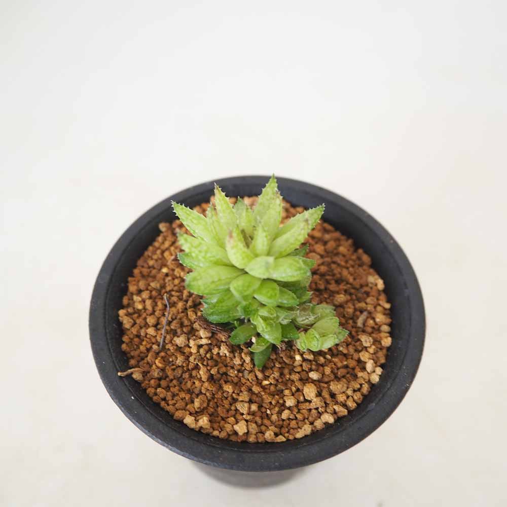 ハオルチア レティキュラータ 【多肉植物 2.5号／1個売り】｜ 【植物の