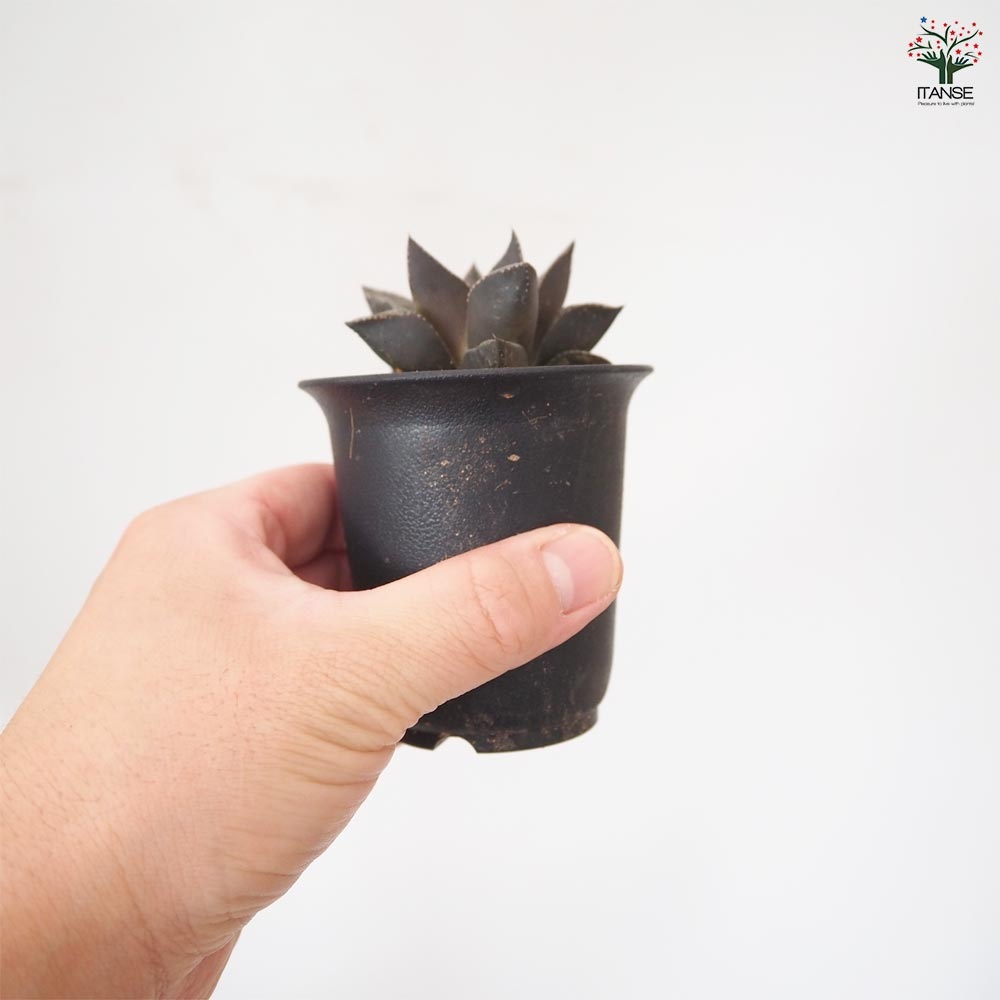 ハオルチア ブラックピクタ 【多肉植物 2.5号／1個売り】｜ 【植物の