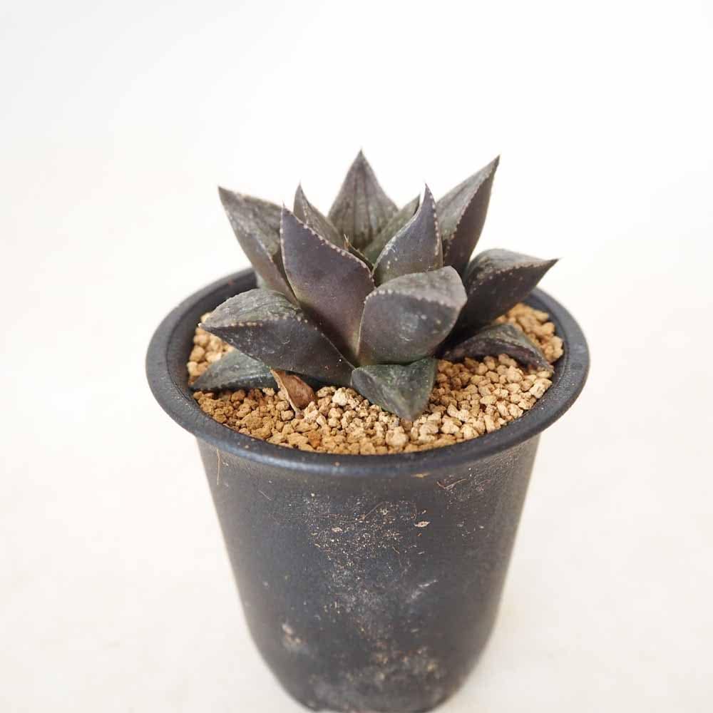 ハオルチア ブラックピクタ 【多肉植物 2.5号／1個売り】｜ 【植物の