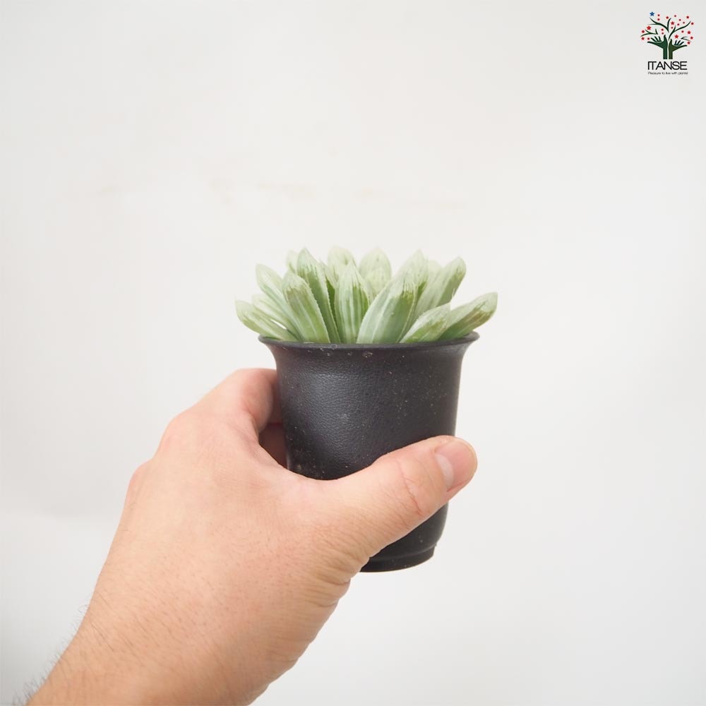 ハオルチア オブツーサ錦 【多肉植物 2.5号／1個売り】｜ 【植物の