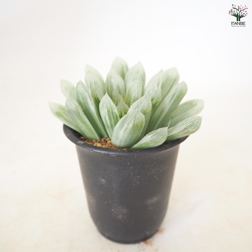 ハオルチア オブツーサ錦 【多肉植物 2.5号／1個売り】｜ 【植物の