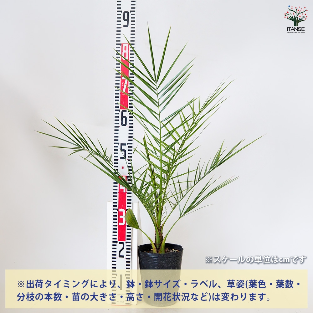 カナリーヤシ 【 観葉植物 5～6号 ／1個売り 】｜ 【植物の