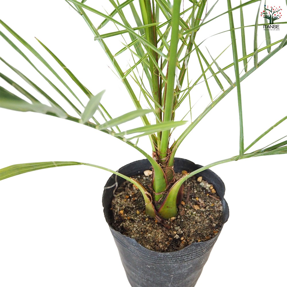 カナリーヤシ 【 観葉植物 5～6号 ／1個売り 】｜ 【植物の