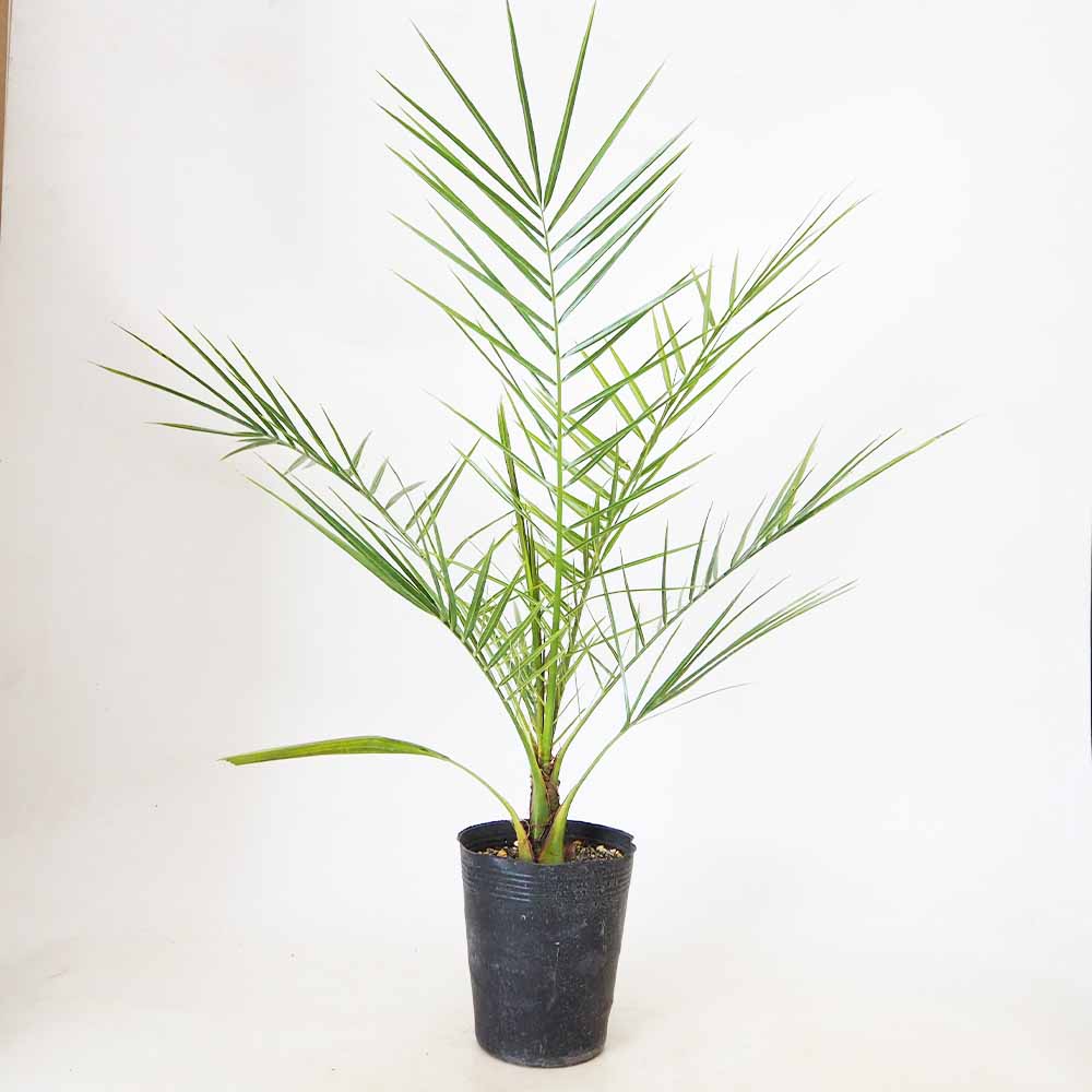 カナリーヤシ 【 観葉植物 5～6号 ／1個売り 】｜ 【植物の