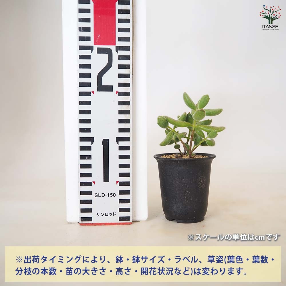 コチドレン 子猫の爪 【 多肉植物 2.5号 ／1個売り 】｜ 【植物の
