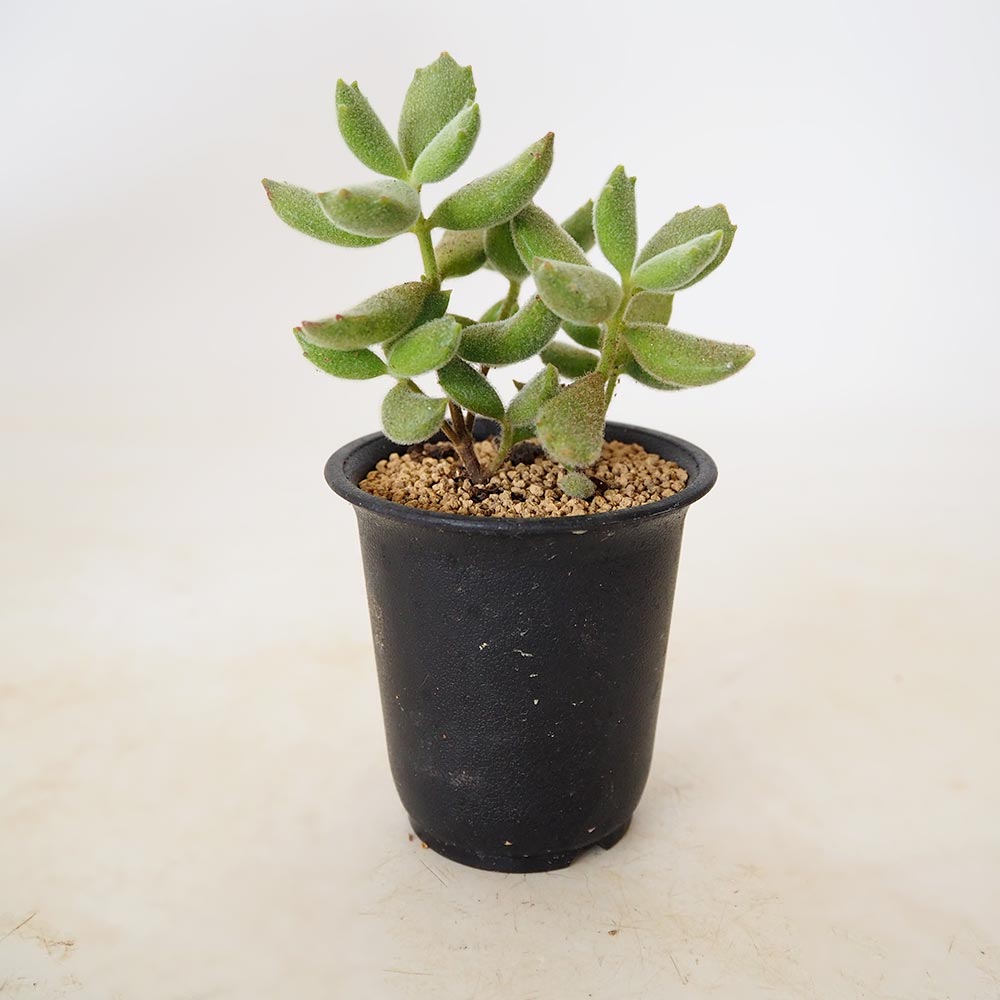 多肉植物｜【植物のITANSE】全品送料無料・即出荷!