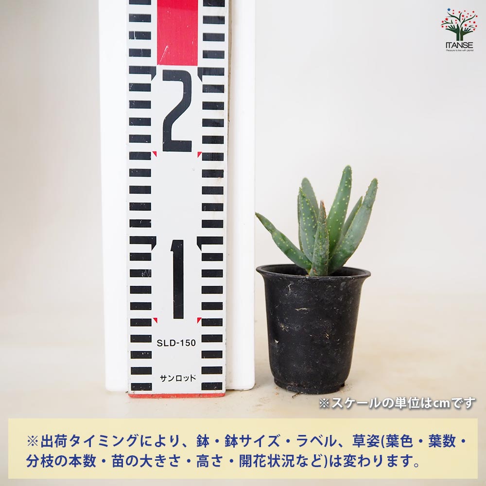 アロエ ラモシシマ 【 多肉植物 2.5号 ／1個売り 】｜ 【植物の