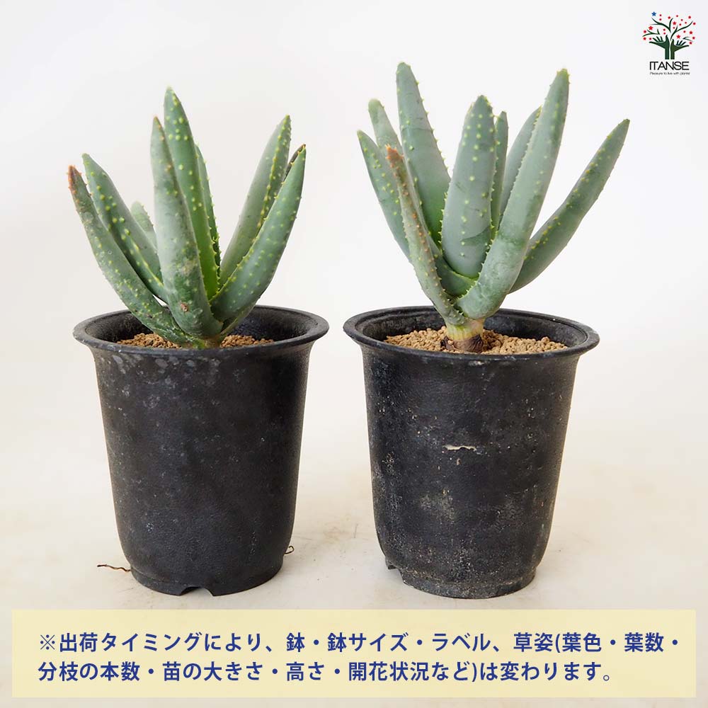 アロエ ラモシシマ 【 多肉植物 2.5号 ／1個売り 】｜ 【植物の
