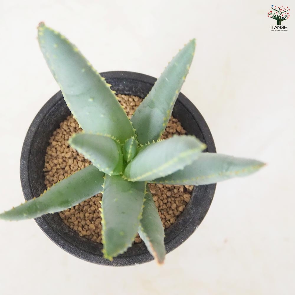 アロエ ラモシシマ 【 多肉植物 2.5号 ／1個売り 】｜ 【植物の