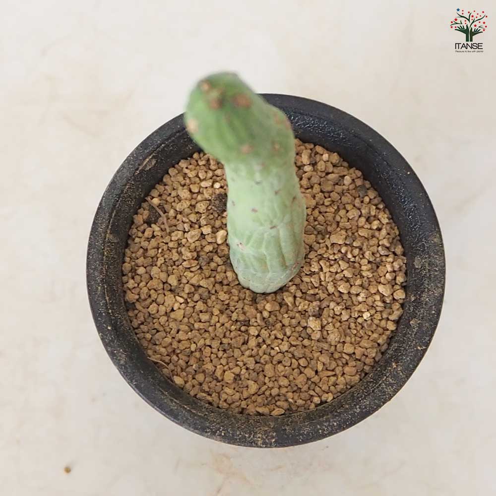 ユーフォルビア 大樹(シェベリエンシス) 【 多肉植物 2.5号 ／1個売り