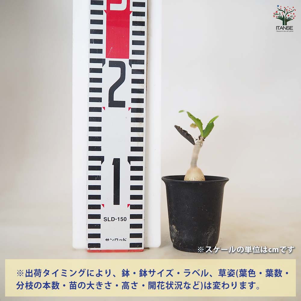ユーフォルビア アンボボンベンシス 【 多肉植物 2.5号 ／1個売り