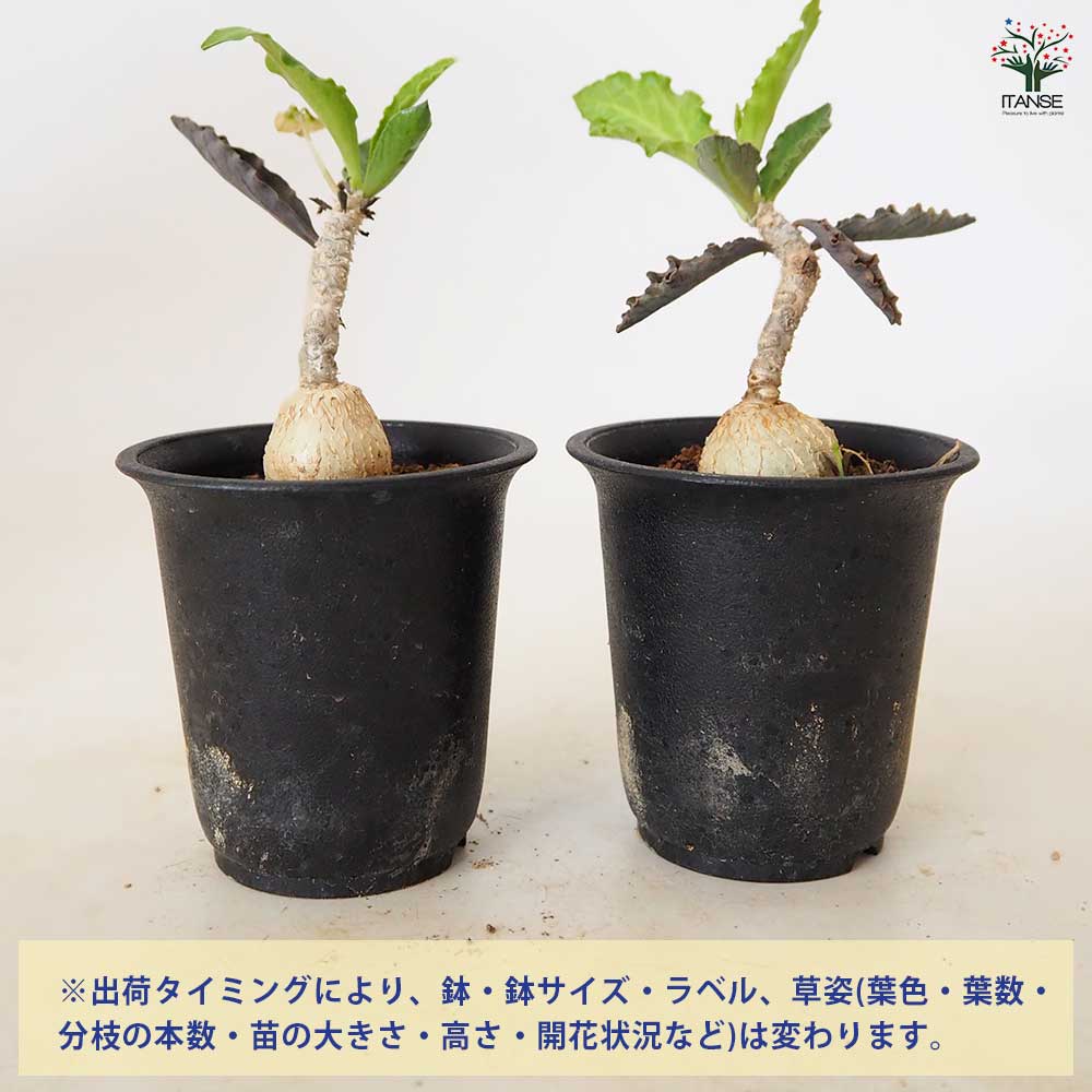 ユーフォルビア アンボボンベンシス 国内実生 希少 花芽 種採取実績あり まん丸 ユーフォルビア アンボボンベンシス 【 多肉植物 2.5号 ／1個売り