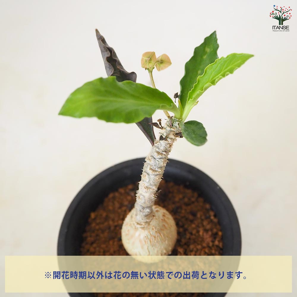ユーフォルビア アンボボンベンシス 【 多肉植物 2.5号 ／1個売り