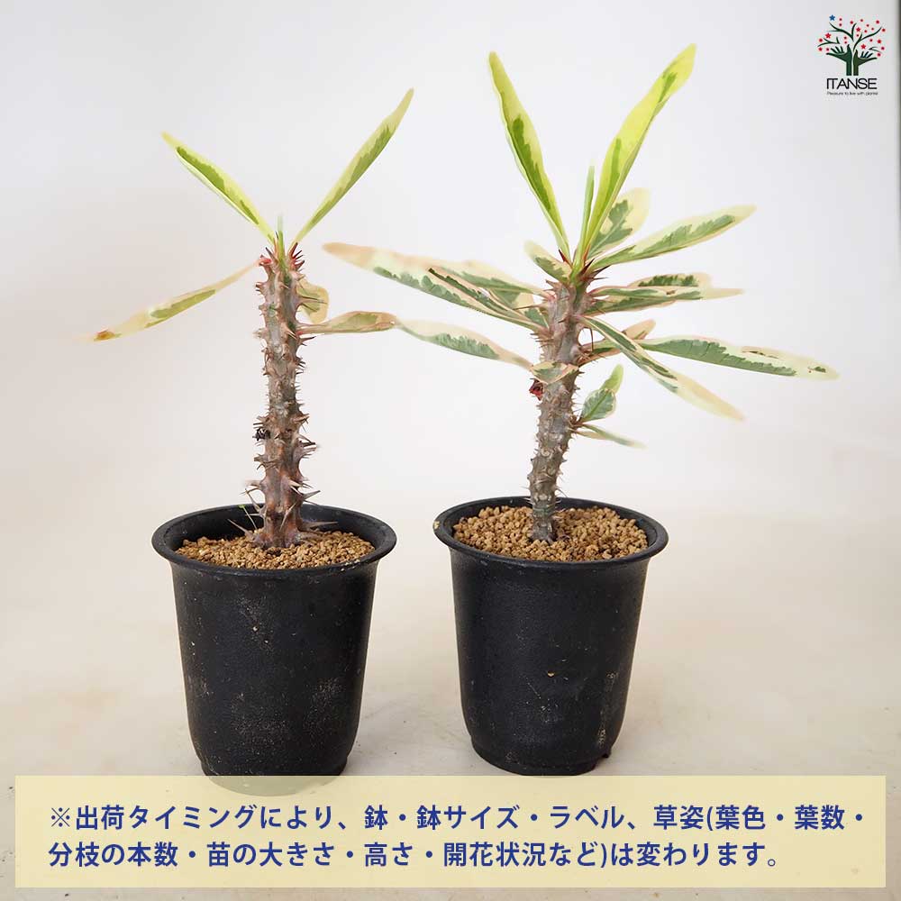 ユーフォルビア 花麒麟錦 【 多肉植物 2.5号 ／1個売り 】｜ 【植物の