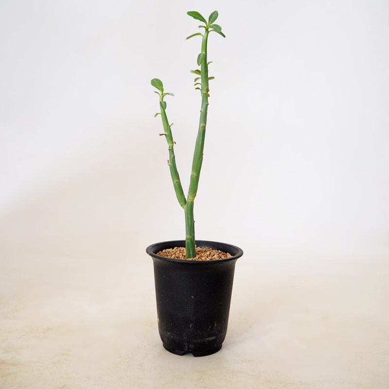 セネシオ・マントラリカスエ【観葉植物 3号ポット苗 多肉植物