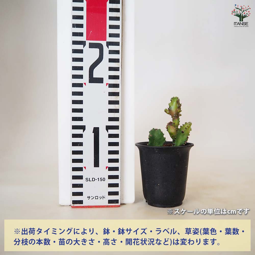 ユーフォルビア ラクテア・モンストローサ 【 多肉植物 2.5号 ／1個