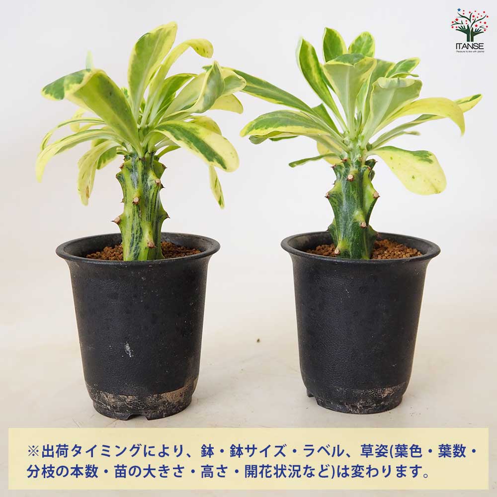 ユーフォルビア キリン角錦 【 多肉植物 2.5号 ／1個売り 】｜ 【植物