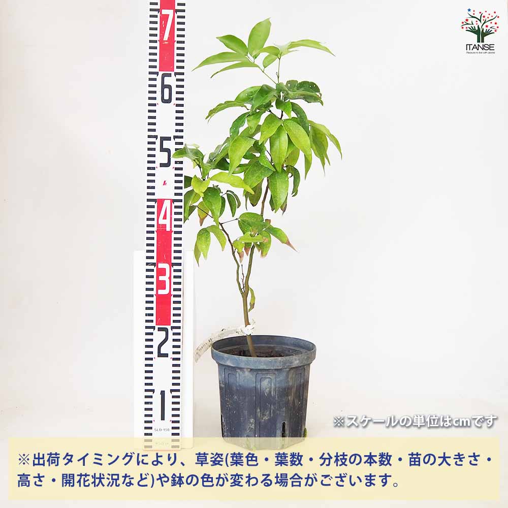 ライチ ジャカパット 【 果樹の苗 4号 ／1個売り 】｜ 【植物の