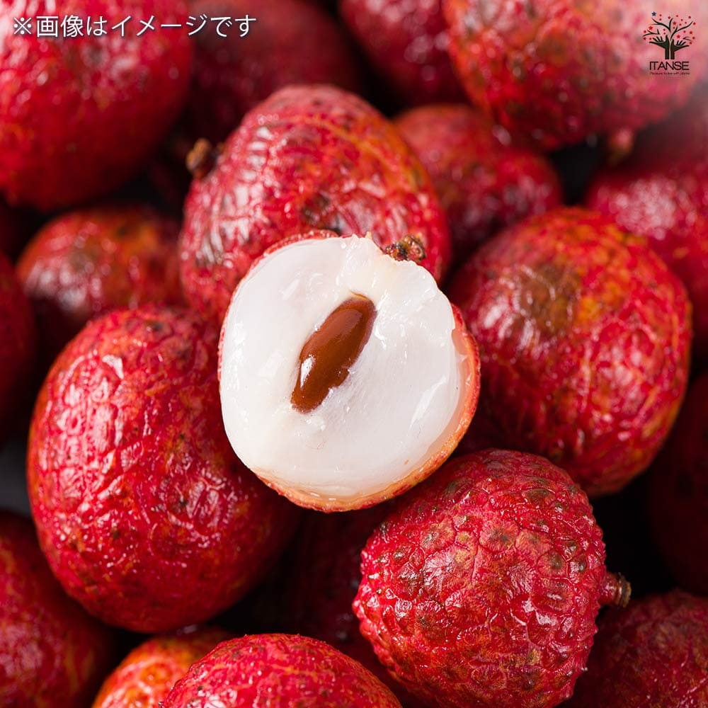 ライチ ジャカパット 【 果樹の苗 4号 ／1個売り 】｜ 【植物の