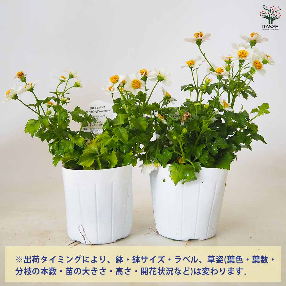 追加商品画像