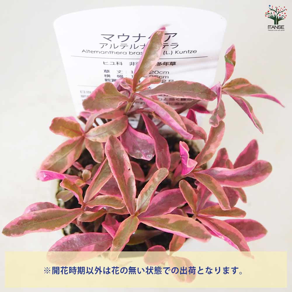 追加商品画像
