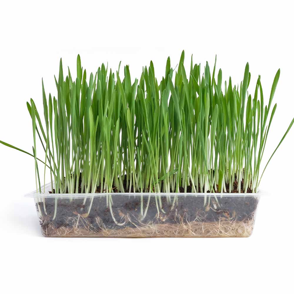 種子 ペットが食べる草のタネ 【 種子 1L ／1個売り 】