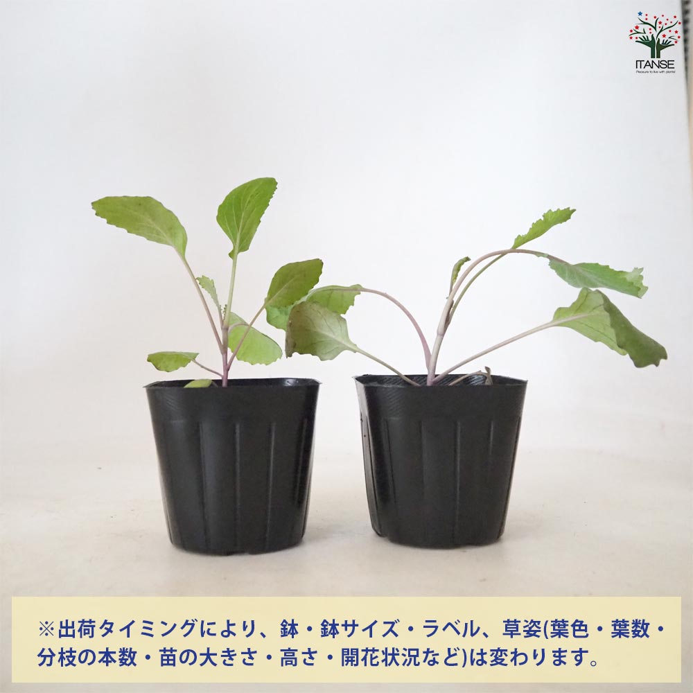 スイートメラビー 【 野菜の苗 3号 2個～ 】｜ 【植物のITANSE