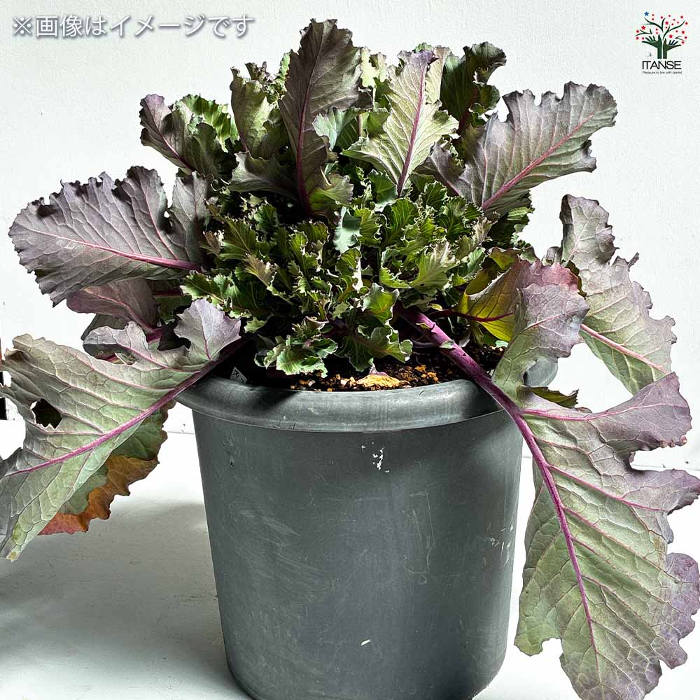 スイートメラビー 【 野菜の苗 3号 2個～ 】｜ 【植物のITANSE