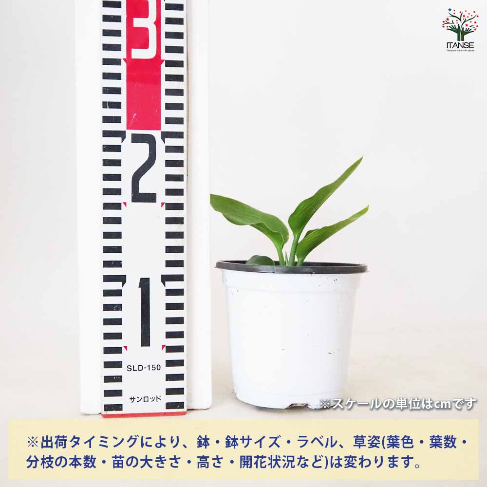 ストレリチア マンデラスゴールド(極楽鳥花) 【 観葉植物 3～4号