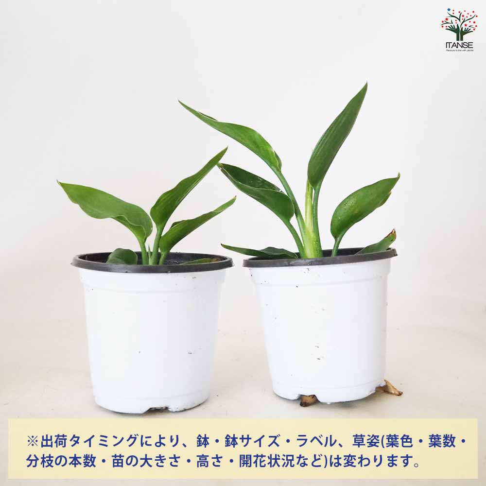 ストレリチア マンデラスゴールド(極楽鳥花) 【 観葉植物 3～4号