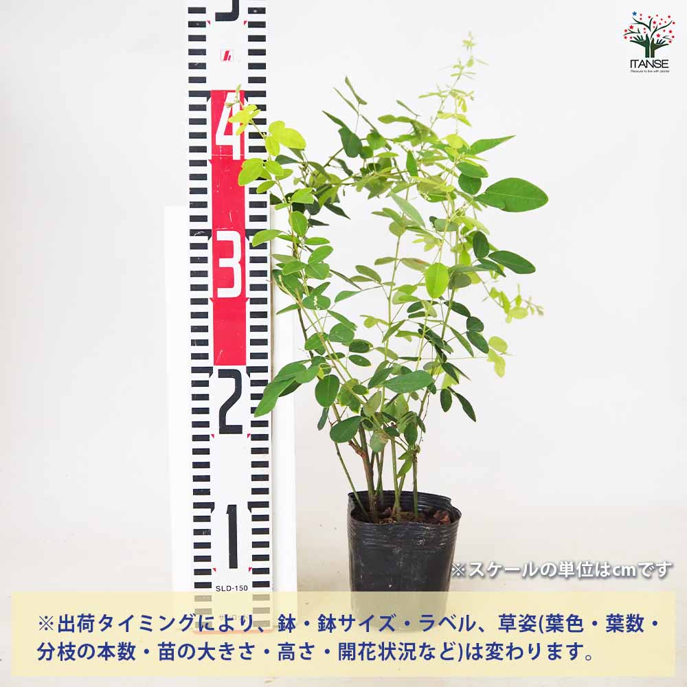 追加商品画像