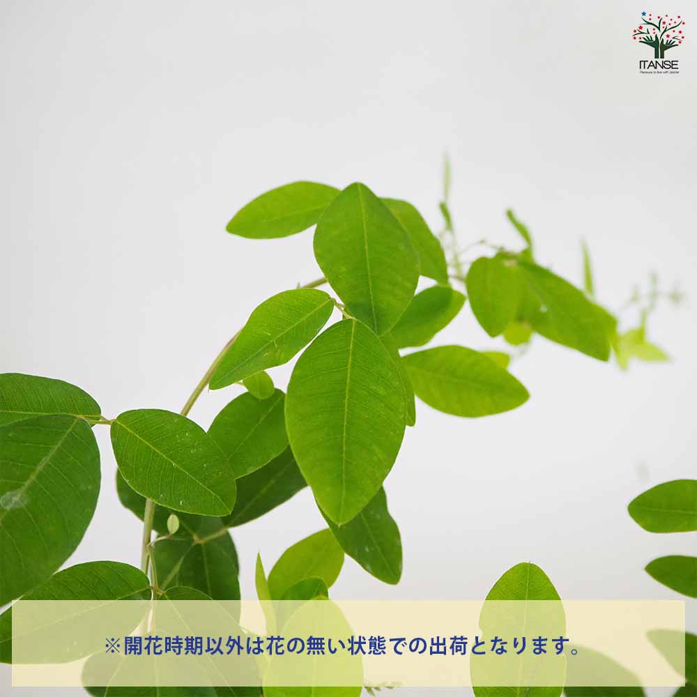 追加商品画像