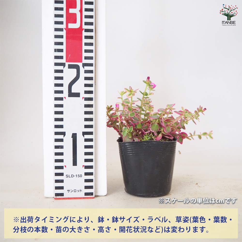 追加商品画像