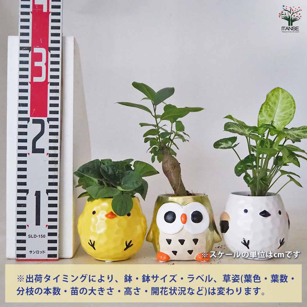 ミニ観葉見計 陶器鉢・鳥 【 観葉植物 3.5号 】｜ 【植物の