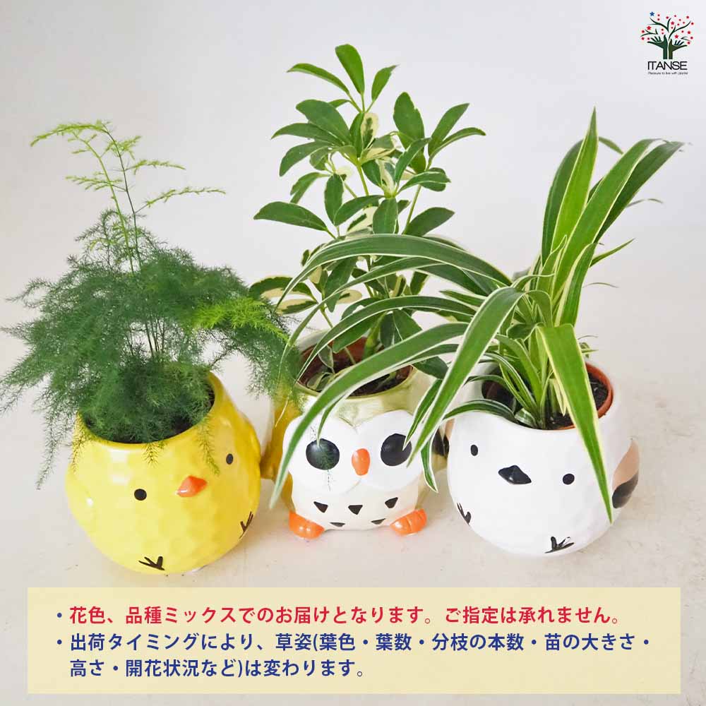 ミニ観葉見計 陶器鉢・鳥 【 観葉植物 3.5号 】｜ 【植物の