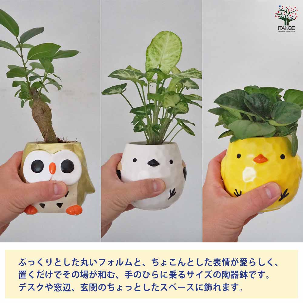 ミニ観葉見計 陶器鉢・鳥 【 観葉植物 3.5号 】｜ 【植物の