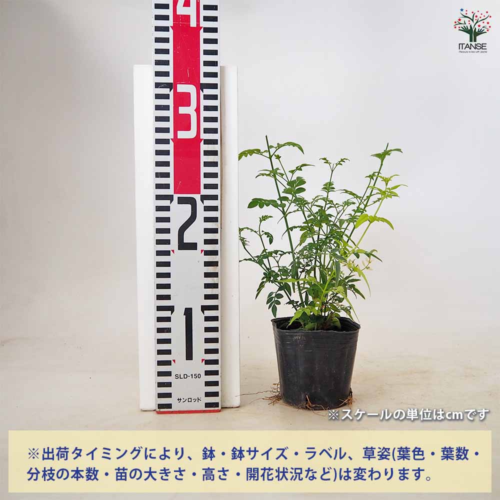 ジャスミン 混色植え 【 花苗 3号 】｜ 【植物のITANSE】全品
