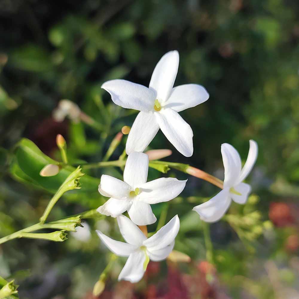 ジャスミン 混色植え 【 花苗 3号 】｜ 【植物のITANSE】全品