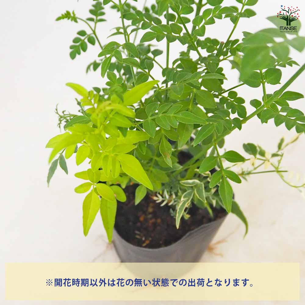 ジャスミン 混色植え 【 花苗 3号 】｜ 【植物のITANSE】全品
