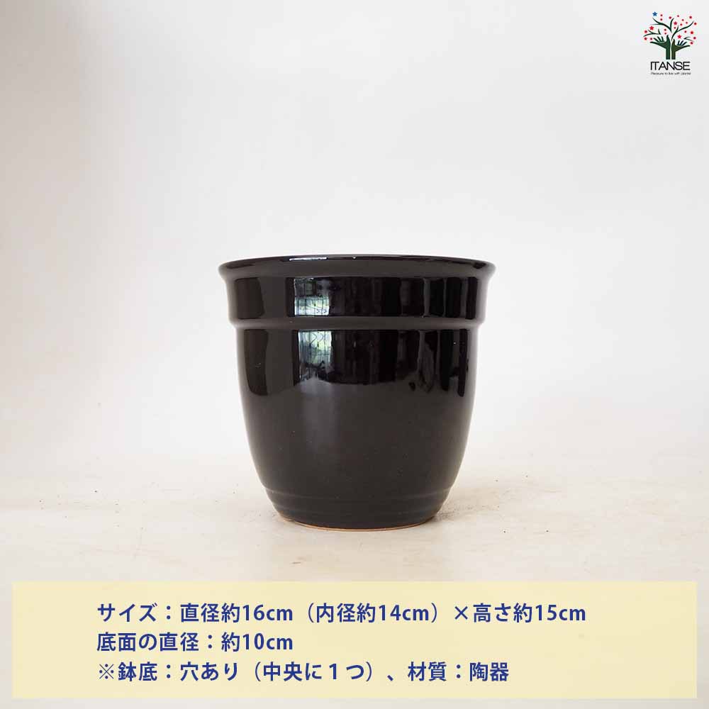 陶器鉢 迎春用黒鉢 【 陶器鉢 】｜ 【植物のITANSE】全品送料
