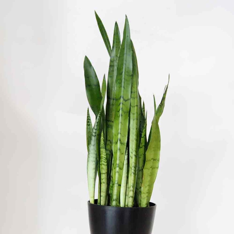 観葉植物 ユッカ(青年の木)【観葉植物 7号プラスチック鉢／1個売り