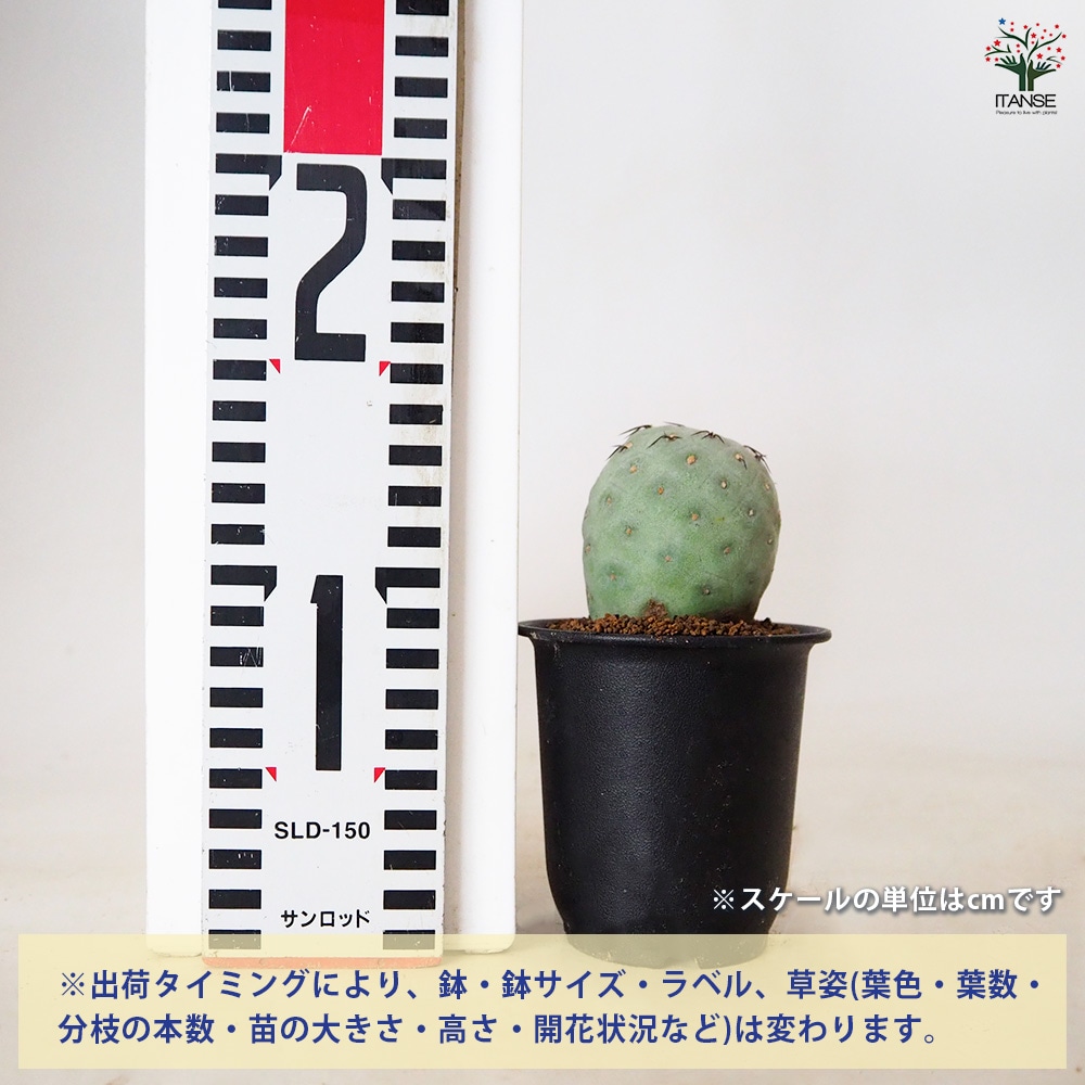 テフロカクタス ゲオメトリクス 【 多肉植物 3号 ／1個売り