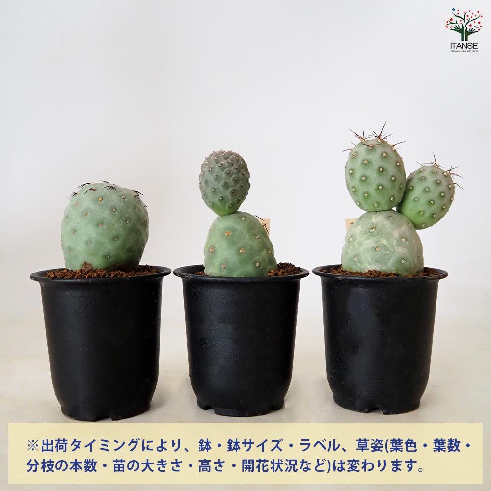 テフロカクタス ゲオメトリクス 【 多肉植物 3号 ／1個売り