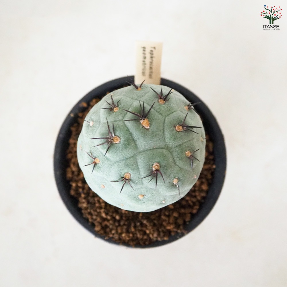 テフロカクタス ゲオメトリクス 【 多肉植物 3号 ／1個売り