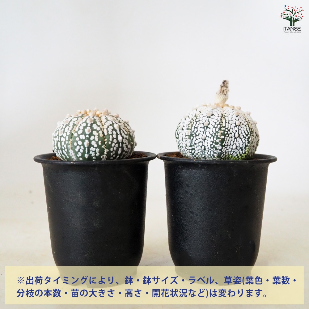 アストロフィツム スーパー兜 【 多肉植物 3号 ／1個売り 】｜ 【植物