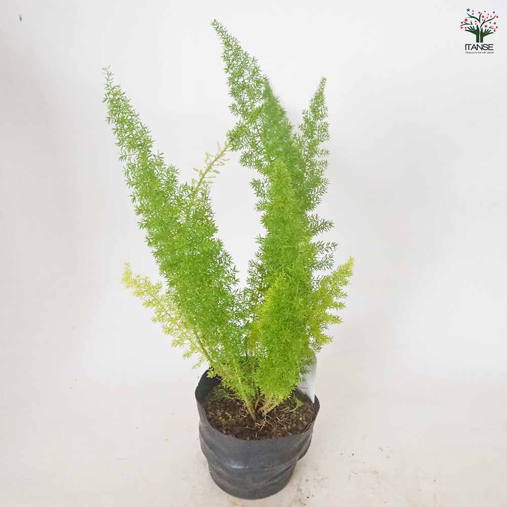 アスパラガス メイリー 【 観葉植物 5号 ／1個売り 】｜ 【植物の