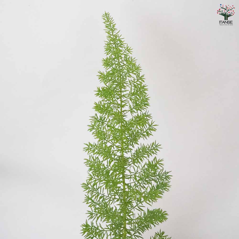 アスパラガス メイリー 【 観葉植物 5号 ／1個売り 】｜ 【植物の