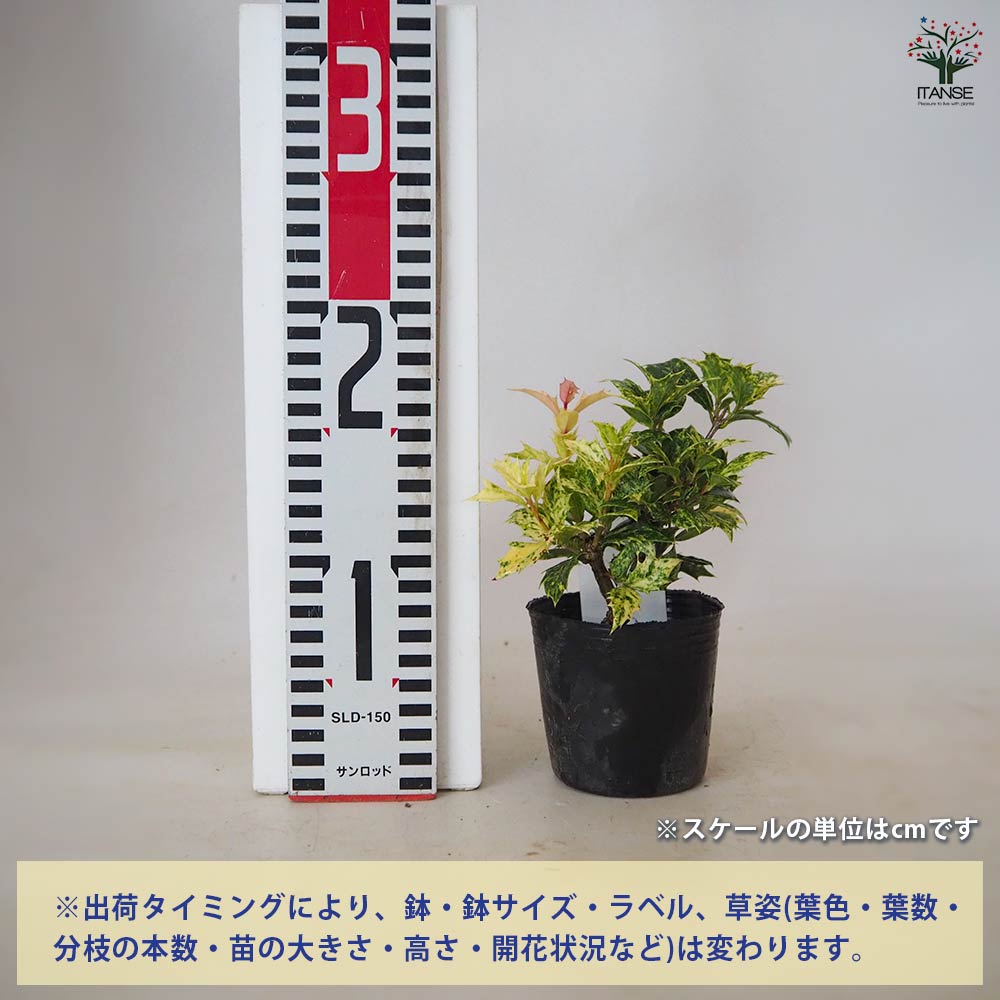 ヒイラギ 五色ヒイラギ 【 花木苗 3号 】｜ 【植物のITANSE